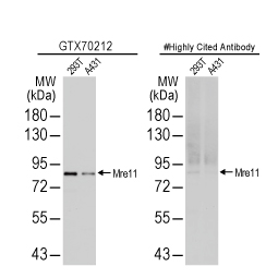 Mre11 antibody [12D7] (GTX70212)